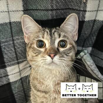 Adora -  Domestic Short Hair Cat for Adoption in Chicago, Illinois - Adora | PetCurious