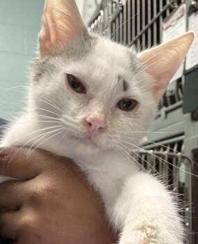 Banshee -  Domestic Short Hair Cat for Adoption in Fishers, Indiana - Banshee | PetCurious
