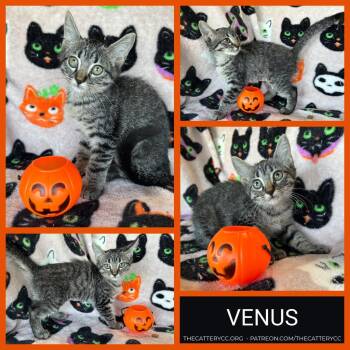 Venus -  Domestic Short Hair Cat for Adoption in Corpus Christi, Texas - Venus | PetCurious