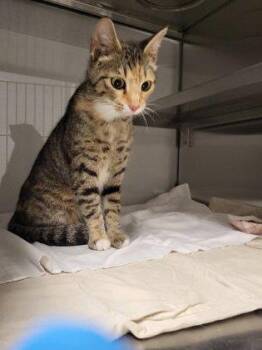 Domestic Short Hair Cats Available for Adoption in Gastonia, North Carolina - Splotches | PetCurious