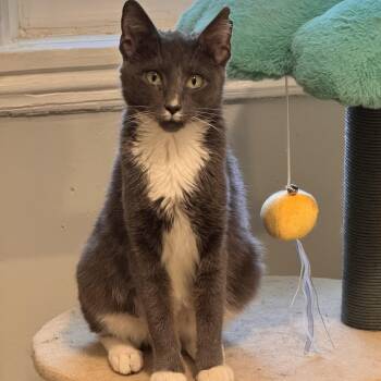 Willow -  Domestic Short Hair Cat for Adoption in West Warwick, Rhode Island - Willow | PetCurious
