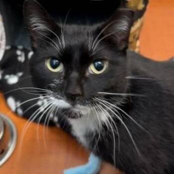 Domestic Short Hair Cats Available for Adoption - Rhoda | PetCurious