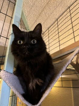 Rescue Domestic Long Hair Cats for Adoption in Aurora, Colorado - Sabrina (Grand Junction) | PetCurious