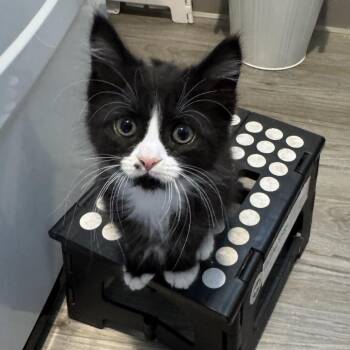 Domestic Long Hair Cats Available for Adoption - Aileen | PetCurious
