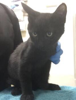 VEGA -  Domestic Short Hair Cat for Adoption in Riverside, California - VEGA | PetCurious