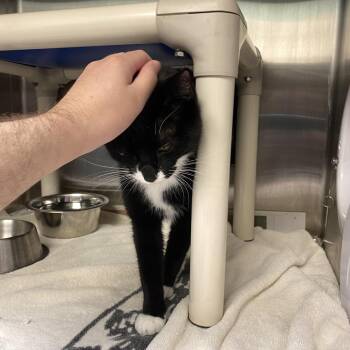 Tiana -  Domestic Short Hair Cat for Adoption in Philadelphia, Pennsylvania - Tiana | PetCurious