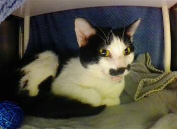 Domestic Short Hair Cats Available for Adoption in Omaha, Nebraska - GROUCHO MEOWX | PetCurious