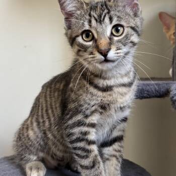 Angie -  Domestic Short Hair Cat for Adoption in Pickering, Ontario - Angie | PetCurious