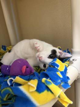 Marco -  Domestic Short Hair Cat for Adoption in Pleasanton, California - Marco | PetCurious