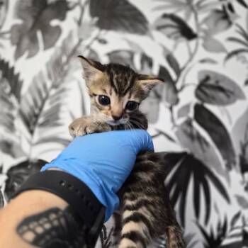 Domestic Short Hair Cats Available for Adoption in Wahiawa, Hawaii - Gunner | PetCurious