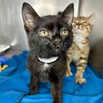 Domestic Short Hair Cats Available for Adoption - Owen | PetCurious