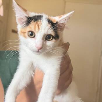 Sweet Pea -  Domestic Short Hair Cat for Adoption in Hemet, California - Sweet Pea | PetCurious