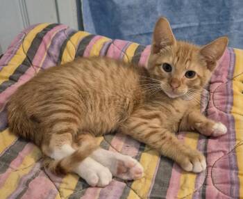 Tabby Cats Available for Adoption - Gunnar And Matthew | PetCurious
