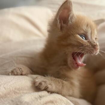 Gummy Bear -  Domestic Short Hair Cat for Adoption in San Antonio, Texas - Gummy Bear | PetCurious