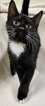 Rescue Domestic Short Hair Cats for Adoption in Fremont, Ohio - Spud | PetCurious