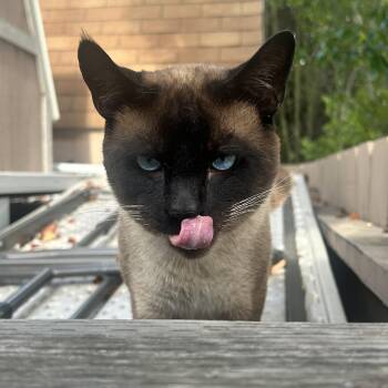 Blue -  Siamese Cat for Adoption in Oceanside, California - Blue | PetCurious