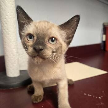 Cyndi -  Siamese Cat for Adoption in Desert Hot Springs, California - Cyndi | PetCurious