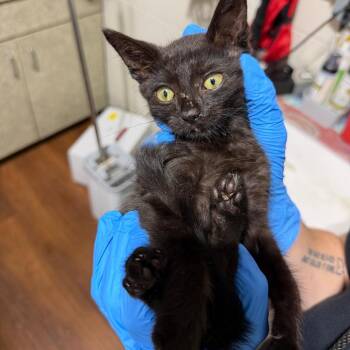 Murphy -  Domestic Short Hair Cat for Adoption in Milton, Florida - Murphy | PetCurious