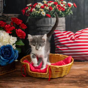 Snickers -  Domestic Short Hair Cat for Adoption in Lapeer, Michigan - Snickers | PetCurious