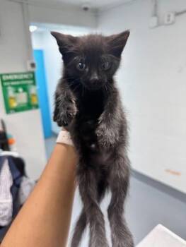 Domestic Short Hair Cats Available for Adoption in Daytona Beach, Florida - Ronnie | PetCurious