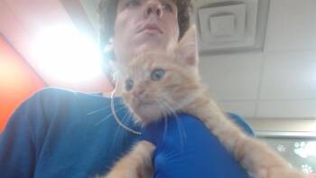 FINN -  Domestic Short Hair Cat for Adoption in Louisville, Kentucky - FINN | PetCurious