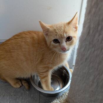 Domestic Short Hair Cats Available for Adoption in Rocky Mount, Virginia - Annatto | PetCurious