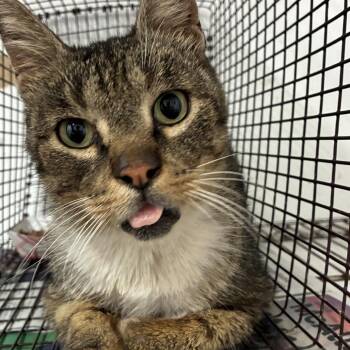 Dunkin -  Domestic Short Hair and Mixed Breed Cat for Adoption in Edinburg, Texas - Dunkin | PetCurious
