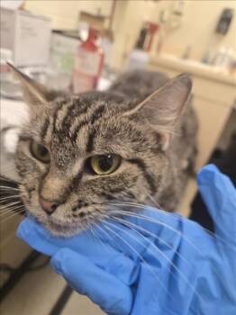 Rescue Domestic Short Hair Cats for Adoption in Hagerstown, Maryland - GODIVA | PetCurious