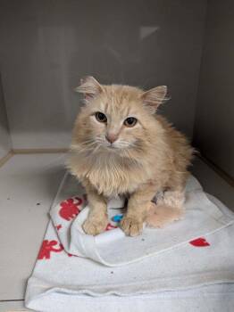 Honeycrisp -  Domestic Long Hair Cat for Adoption in Wetaskiwin, Alberta - Honeycrisp | PetCurious