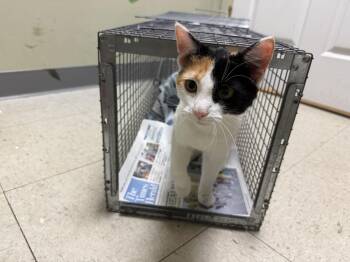 Roxy (Somerset Single) -  Domestic Short Hair Cat for Adoption in Telford, Pennsylvania - Roxy (Somerset Single) | PetCurious