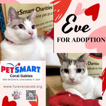 Domestic Short Hair Cats Available for Adoption - Eve | PetCurious