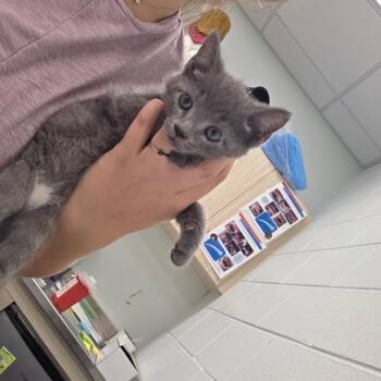 Taro -  Domestic Long Hair Cat for Adoption in Chattanooga, Tennessee - Taro | PetCurious