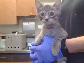 A928281 -  Domestic Short Hair Cat for Adoption in Sacramento, California - A928281 | PetCurious