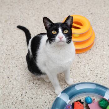 Domestic Short Hair Cats Available for Adoption - Sybil | PetCurious