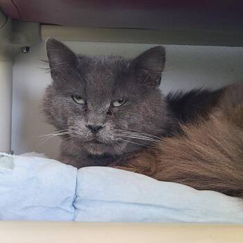 Domestic Medium Hair Cats Available for Adoption in Denver, Colorado - Tobias Houston | PetCurious