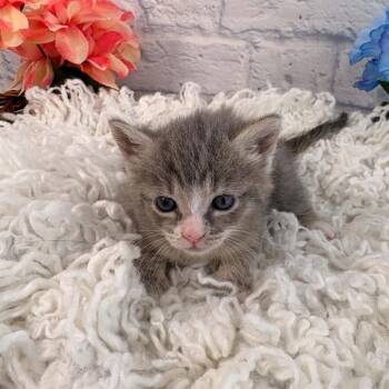 Grigia -  Domestic Short Hair Cat for Adoption in Harrisonburg, Virginia - Grigia | PetCurious