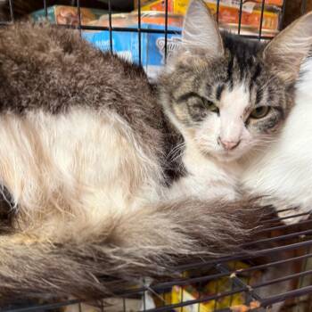 Onyx (The Forgotten)_2 -  Domestic Long Hair Cat for Adoption in Lancaster, Ohio - Onyx (The Forgotten)_2 | PetCurious