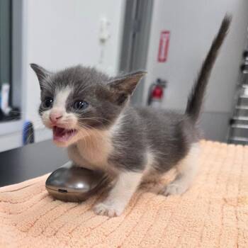 Will -  Domestic Short Hair Cat for Adoption in Jupiter, Florida - Will | PetCurious