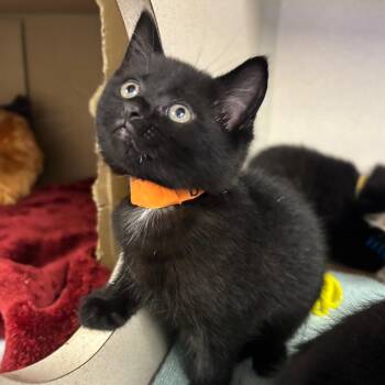 Boa -  Domestic Short Hair Cat for Adoption in New York, New York - Boa | PetCurious