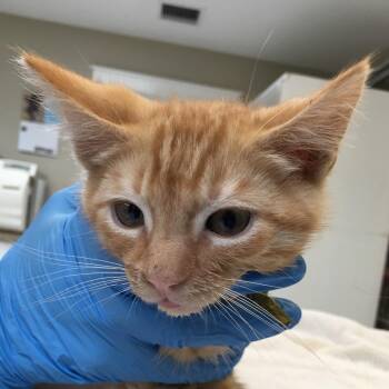 Biff -  Domestic Short Hair Cat for Adoption in Ojai, California - Biff | PetCurious
