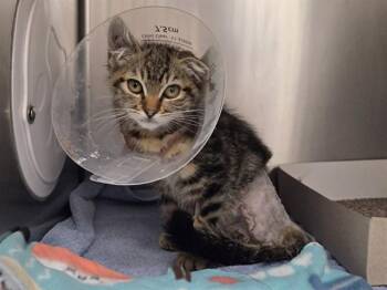A1049131 -  Domestic Short Hair Cat for Adoption in Martinez, California - A1049131 | PetCurious