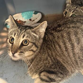 Mel -  Domestic Short Hair Cat for Adoption in Cedaredge, Colorado - Mel | PetCurious