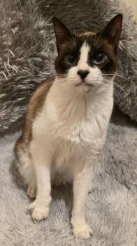 Rescue Siamese Cats for Adoption in Brentwood, California - Jay Leno Aka Harmony | PetCurious