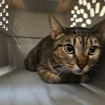 Ava -  American Shorthair Cat for Adoption in Lake Jackson, Texas - Ava | PetCurious