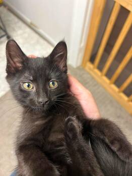 Lyric -  Domestic Short Hair Cat for Adoption in Thurmont, Maryland - Lyric | PetCurious