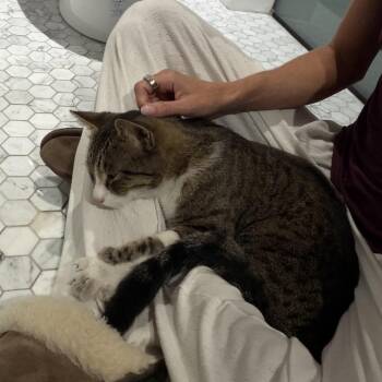 Raisin -  Domestic Short Hair Cat for Adoption in Long Beach, California - Raisin | PetCurious