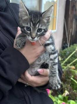 Domestic Short Hair Cats Available for Adoption in Woodland, California - *OSCAR | PetCurious