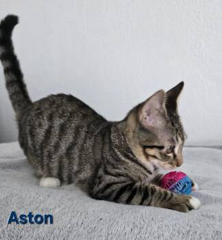 Aston -  American Shorthair Cat for Adoption in Quail Heights, Florida - Aston | PetCurious