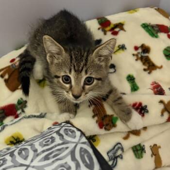 Maria -  Domestic Short Hair Cat Available for Adoption in Treasure Island, Florida - Maria | PetCurious