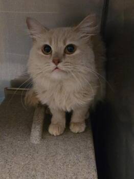 Cloud -  Domestic Medium Hair Cat for Adoption in Little Elm, Texas - Cloud | PetCurious